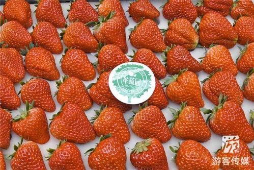 草莓国产视频,探寻本土草莓种植的魅力与风采