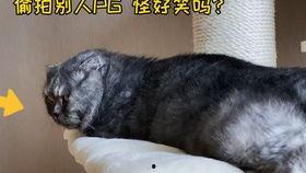 娱乐吃瓜猫嘎嘎